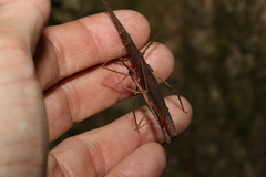 Pachymorpha