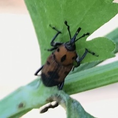Rhodobaenus quinquepunctatus