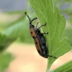 Rhodobaenus quinquepunctatus