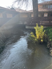 Cephalanthus occidentalis