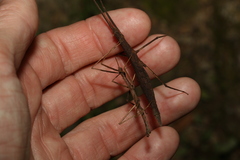 Pachymorpha