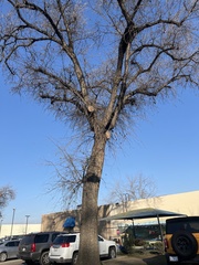 Quercus lobata