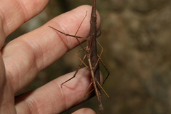 Pachymorpha