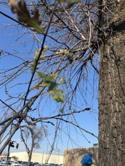 Quercus lobata