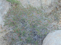 Euphorbia tomentulosa