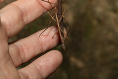 Pachymorpha