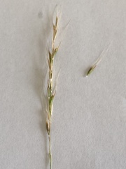 Microlaena stipoides