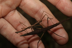 Pachymorpha