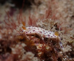 Chromodoris aspersa