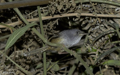 Psilorhamphus guttatus