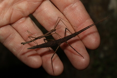 Pachymorpha