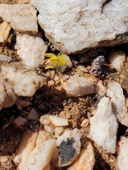 Bulbine mesembryanthemoides