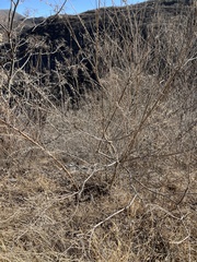 Vitex negundo heterophylla
