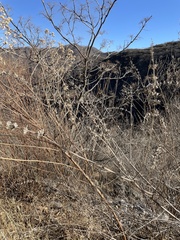 Vitex negundo heterophylla