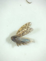 Xestocephalus