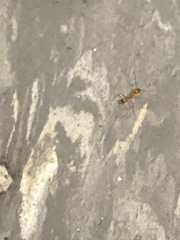 Pheidole fallax