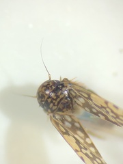 Xestocephalus
