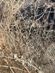 Vitex negundo heterophylla