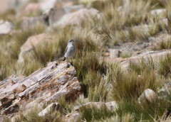 Muscisaxicola frontalis