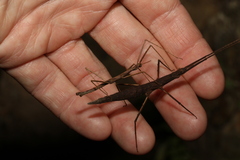 Pachymorpha