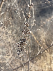 Vitex negundo heterophylla