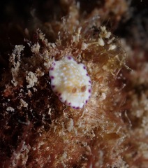 Goniobranchus albopustulosus