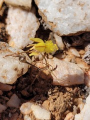 Bulbine mesembryanthemoides