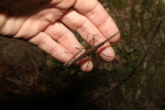 Pachymorpha