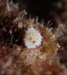 Goniobranchus albopustulosus