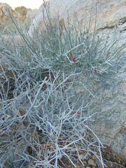 Justicia californica