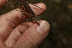 Pachymorpha