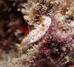 Chromodoris aspersa