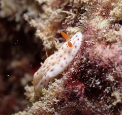 Chromodoris aspersa