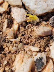 Bulbine mesembryanthemoides