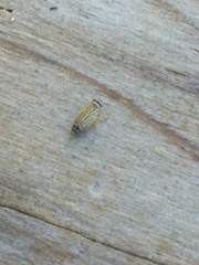 Amblysellus curtisii