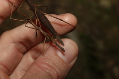 Pachymorpha