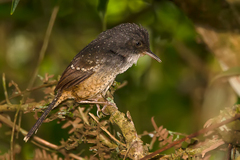 Psilorhamphus guttatus
