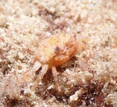 Decapoda