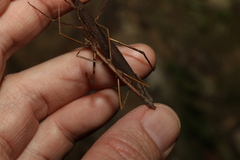 Pachymorpha