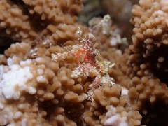 Decapoda