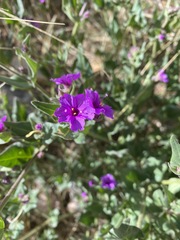 Mirabilis ovata