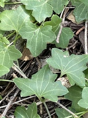 Maurandya antirrhiniflora
