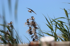 Petrochelidon nigricans
