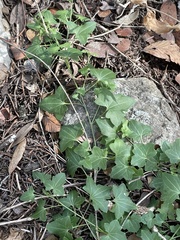 Maurandya antirrhiniflora