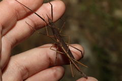 Pachymorpha