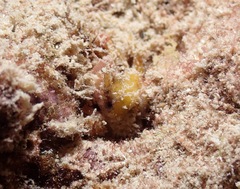 Decapoda