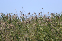 Petrochelidon nigricans