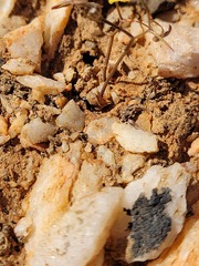 Bulbine mesembryanthemoides