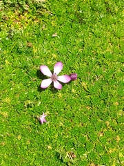 Gentianella cerastioides