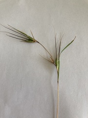 Themeda triandra
